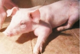 仔豬關節炎嚴重可致死亡，這些實用治療方法你知道嗎?