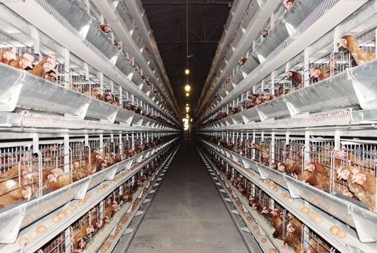 關于蛋雞養殖降本增效，豆粕替代原料你知道多少？